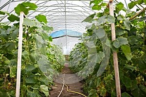 Cucumber seedlings growing at greenhouse