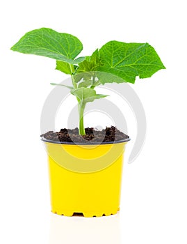 Cucumber seedlings in a pot