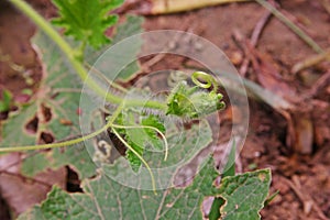 Cucumber shoot with tendrils