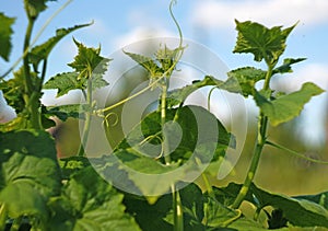 Cucumber shoots with tendrils against the blue sky