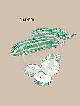 Cucumber , sketch vector. photo