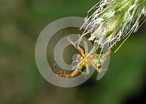 Cucumber Spider -  Araneidae weaving its web.