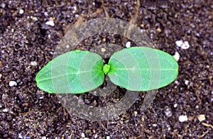 Cucumber sprout