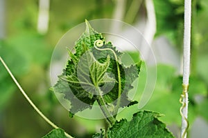 cucumber sprout ovary leaves curls in the greenhouse