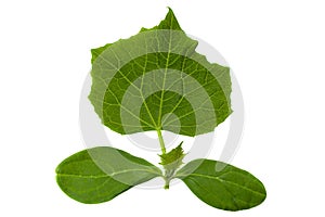 Cucumber sprout on white