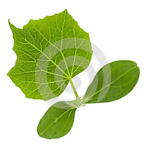 Cucumber sprout on white