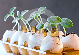 Cucumber sprouts in an eggshell.