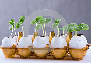 Cucumber sprouts in an eggshell.