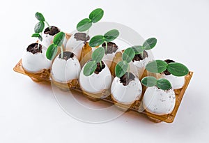 Cucumber sprouts in an eggshell.
