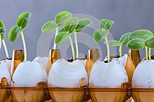 Cucumber sprouts in an eggshell.