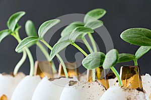 Cucumber sprouts in an eggshell.