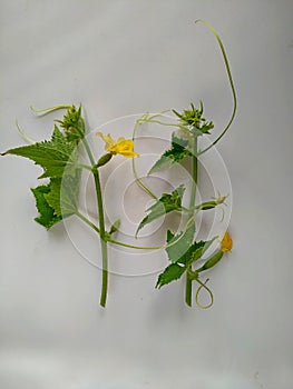 Cucumber sprouts with flowers and small cucumbers isolated on white