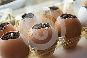 Cucumber sprouts grow in the eggshell on the windowsill.