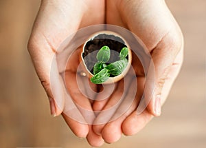 Cucumber sprouts growing from the eggshell are in a woman`s palms. Selective soft focus.