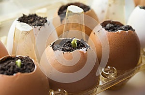 Cucumber sprouts in the shell and egg containers on the windowsill.