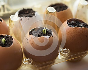 Cucumber sprouts in the shell and egg containers on the windowsill.