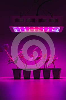 Cucumber sprouts under led light grow lamp