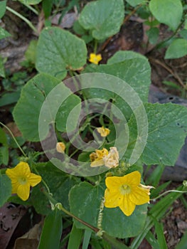 cucumber suri flower with yellow flower color and heart-shaped leaves