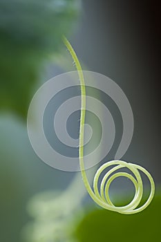 Cucumber tendril