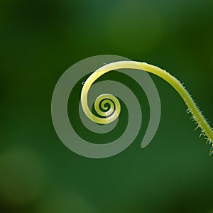 Cucumber tendril spiral universe photo