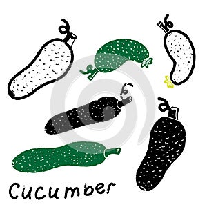 Cucumber. Texture graphic elements. Vector set