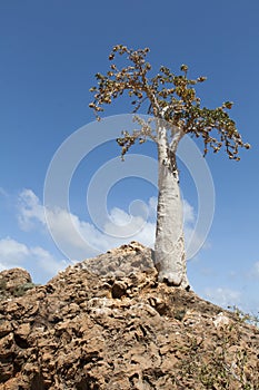 Cucumber Tree (dendrosicyos socotranum)