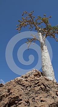 Cucumber Tree (dendrosicyos socotranum)