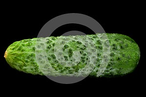 Cucumber vegetable on blak