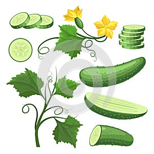 Cucumber vegetable plant cartoon drawing