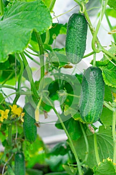 Cucumber. Very good harvest of cucumbers. Harvesting of cucumbers. Very tasty vegetables.