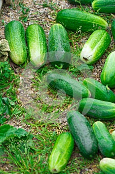 Cucumber. Very good harvest of cucumbers. Harvesting of cucumbers. Very tasty vegetables.