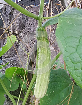 Cucumber on the vine photo