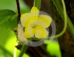 Cucumber vine with leaves and flowers, Cucumis sativus