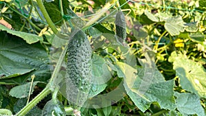 cucumber vine with peduncles and cucumber ovaries on garden net. cucumber vine.