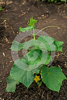 cucumber vine with peduncles and cucumber ovaries on garden net. cucumber vine. Ripening cucumbers in garden in sun in open air