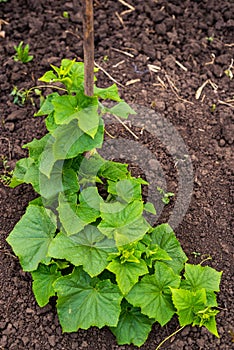 cucumber vine with peduncles and cucumber ovaries on garden net. cucumber vine. Ripening cucumbers in garden in sun in open air photo