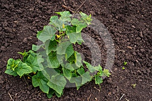 cucumber vine with peduncles and cucumber ovaries on garden net. cucumber vine. Ripening cucumbers in garden in sun in open air