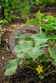 cucumber vine with peduncles and cucumber ovaries on garden net. cucumber vine. Ripening cucumbers in garden in sun in open air