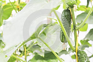 Cucumber whip with the crop. Plants without GMOs. Vegetarian food. Young cucumbers on the bushes on the background of the beds in