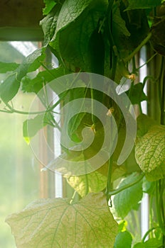 Cucumber with yellow flowers in a greenhouse with high humidity and heat at the window