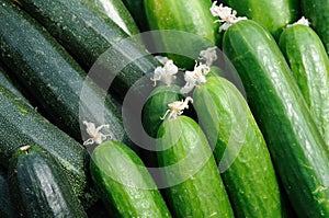 Cucumber and zucchini