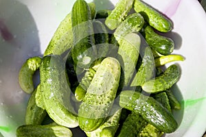 Cucumbers
