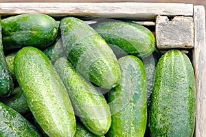 Cucumbers