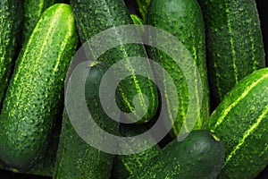 Cucumbers photo