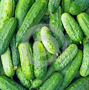 Cucumbers as a food background texture. Picked crop of cucumber