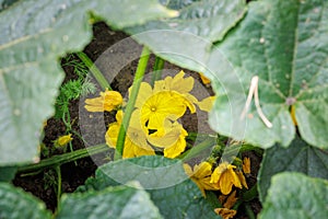 Cucumbers in the backyard garden