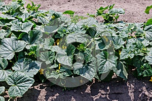 Cucumbers in the backyard garden