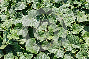 Cucumbers in the backyard garden