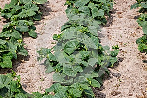 Cucumbers in the backyard garden