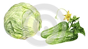 Cucumbers and cabbage watercolor isolated on white background